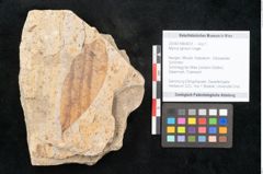 Foto (Objekt + Etikett) von Myrica lignitum Unger (NHMW-GEO-2024-0188-4031)